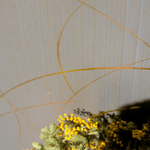 Out-of-focus shot of yellow blossoms in front of a wall papered in a curved line pattern in gold on a metallic field.