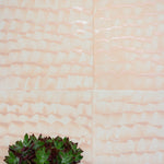 A succulent plant stands in front of a wall papered in a repeating dappled texture in light pink.