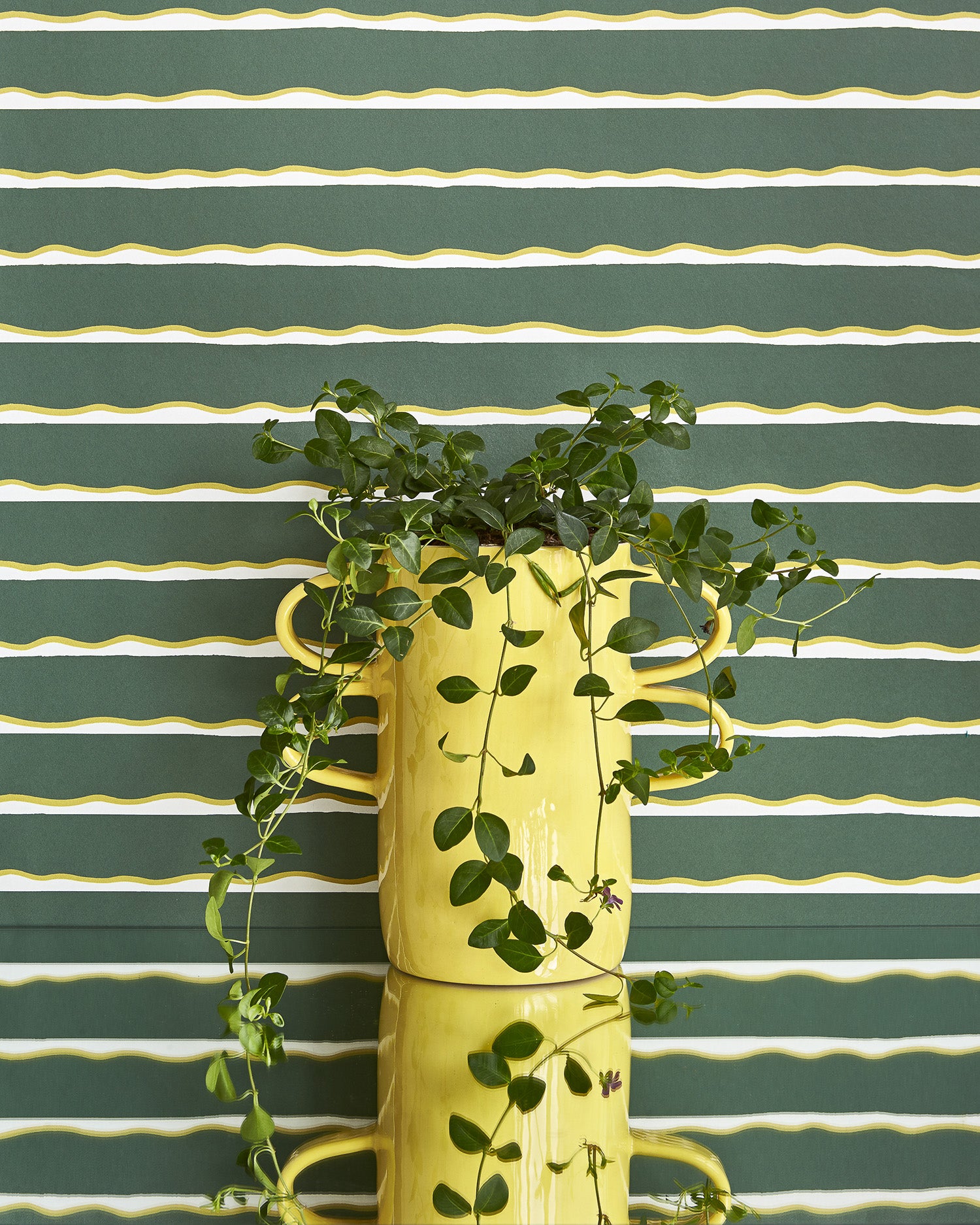 A large potted plant stands in front of a wall papered in an undulating stripe pattern in mustard, white and sage.