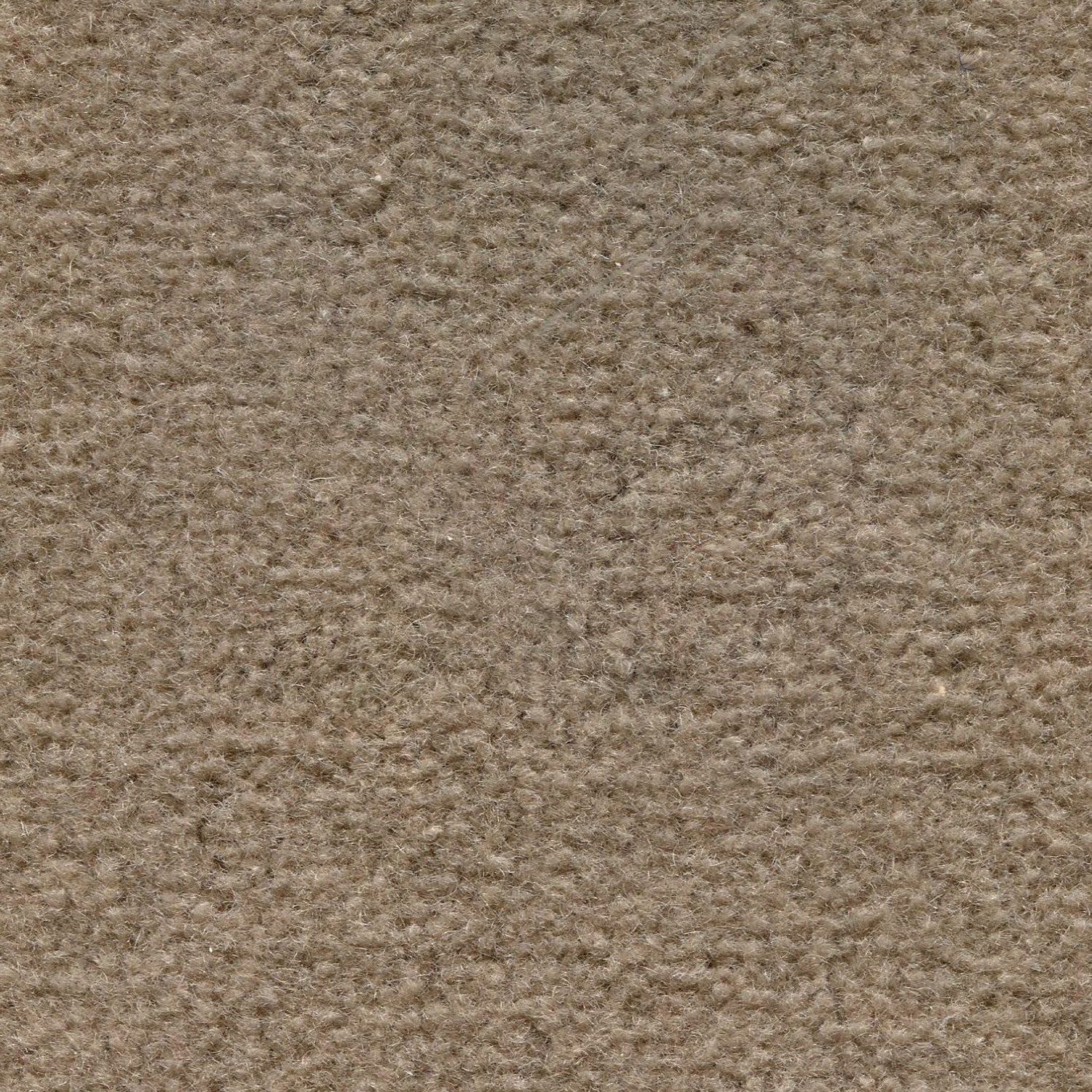 Wool broadloom carpet swatch in a cut pile texture in sable.