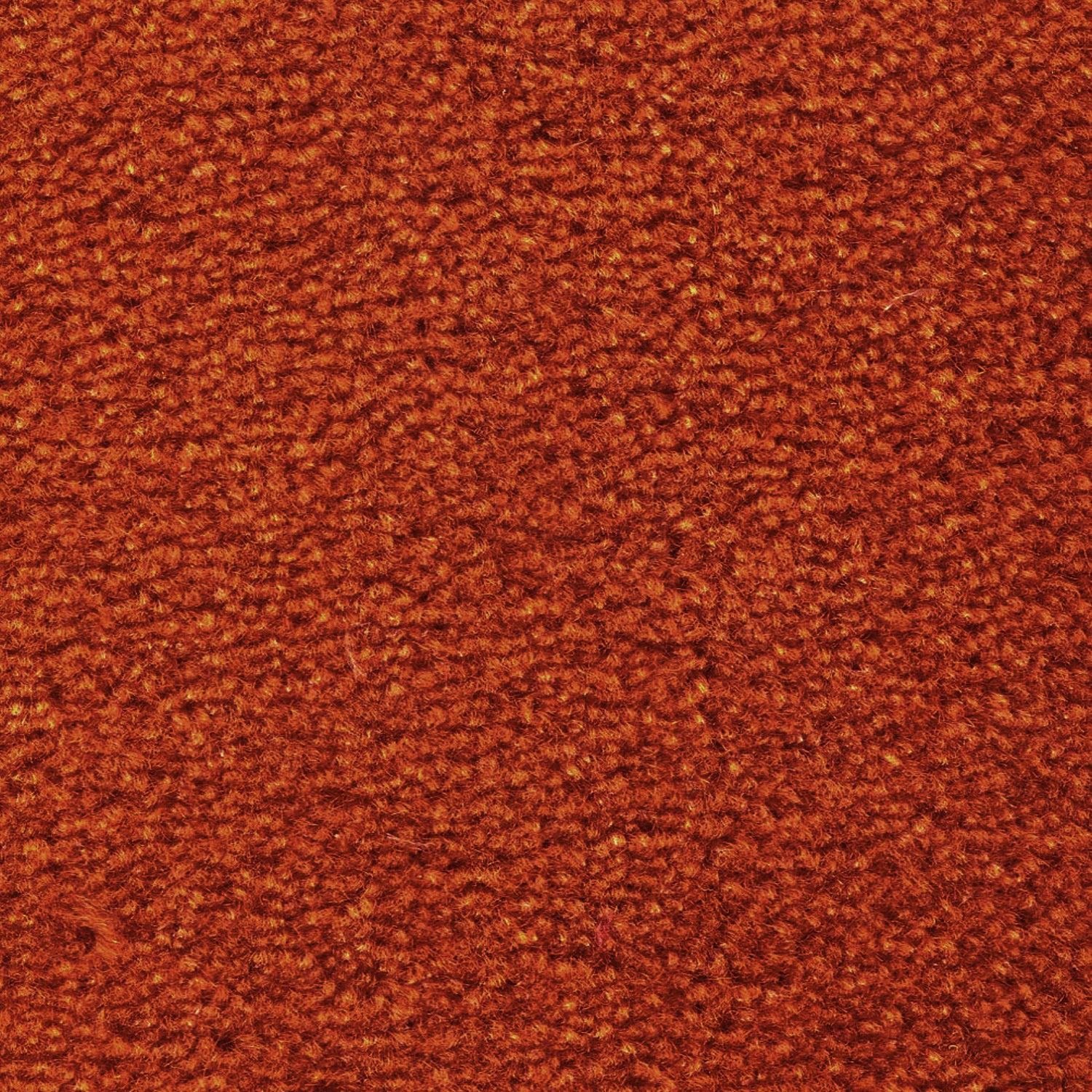 Wool broadloom carpet swatch in a cut pile texture in burnt orange.